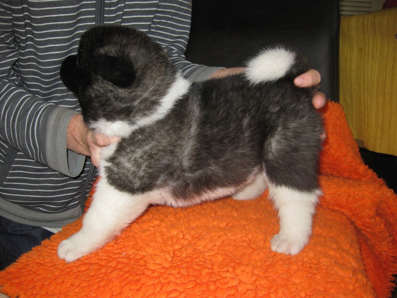 Puppies